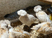 Padovana Polish & Silkie X Chicks