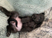 Doxiepoo