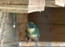 Kakariki