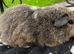 Lemon agouti Cali Teddy female guniea pig