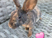 Baby mini rex available