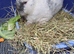 Male rabbit Milo