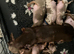 Minature dachshunds
