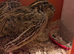 Hatching Coturnix Quail eggs