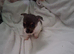 JACK TZU PUPPIES MALE/FEMALE
