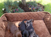 3 miniature dachshund puppies