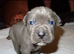 7 cane corso puppies for sale