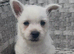 West Highland Terrier Pups looking new home