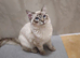 Beautiful Ragdoll kittens for sale