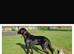 KC reg chocolate Labrador retrievers FTCH lines