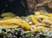 Albino BN pleco
