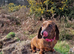Red brindle mini dachshund rare