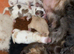 F1 cockapoo puppies