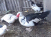 Muscovy drakes