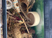 Hamster and enclosure