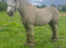 Buddy palomino gelding