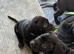 Staffordshire bull terrier cross lab