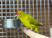 Kakarikis parrot