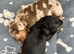 2 KC Reg Miniature Smooth Haired Dachshund Puppies - PRA Clear - READY 15/10