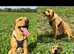 Labrador for stud, KC Registered