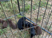 Miniature dachshunds