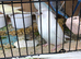 Baby budgies
