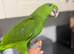 Hand-Reared Yellow Naped Amazon