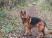 2 year old KC German shepherd dog