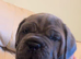 Exceptional Formentino Male Puppy