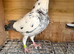 Tiger grizzle racing pigeons