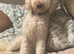 Poochon male