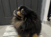 Stunning Pomeranian Male (Almost 4 Years Old) &ndash; Black & Tan