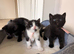 Kittens