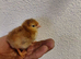 Day old rhode island red  chicks