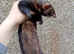 EU X black polecat Jill