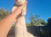 Sandy and light sandy semi angora jills- mum is full chocolate- dad is half micro full angora- 6months old.