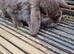 Lovely minilop female bunny