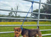 18 months old Lakeland terrier