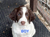 Ready Now Cheeky Springer Spaniel Pups