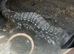 Tegu