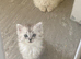 Stunning fluffy bright blue eyed kittens