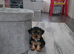 Yorkie puppy for sale