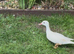 Mandarin ducks