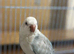 12 weeks old hand reared babe blue mutation Quaker