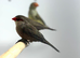 Finches