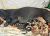 Miniature Dachshund Puppies - 1 Boy & 1 Girl - Blackpool