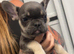 French bulldog puppies
