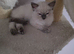 Ragdoll