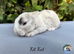 Pure bred Mini Plush lops