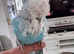 Rare Hand Reared Stunning Male Exhibition Budgie